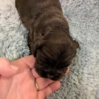 Cameron, a male Cocker Spaniel for sale in Loxley, AL – Photo 1 of 2
