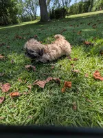 Sunny, a male Shih Tzu for sale in Loxley, AL – 4 of 4