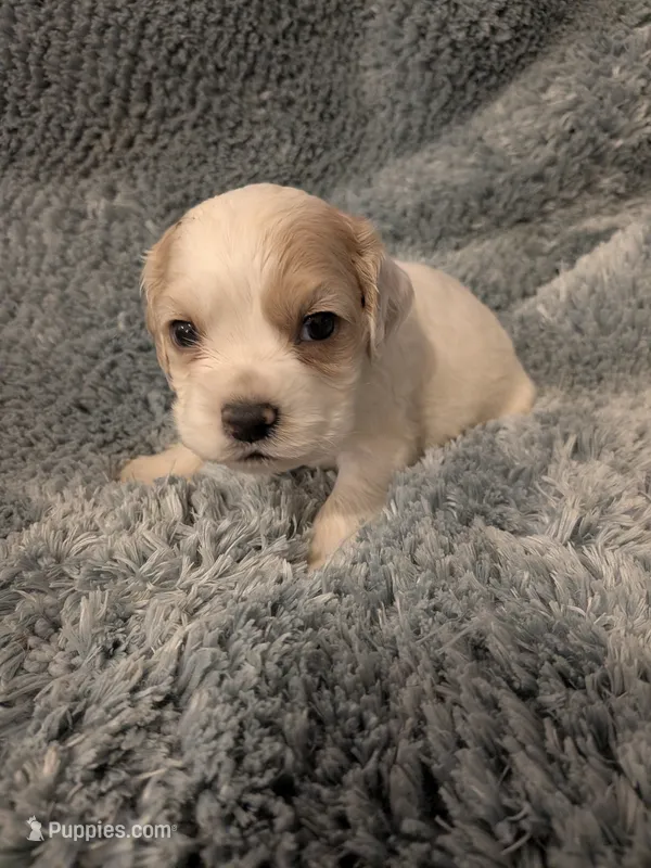 Chuck – Cocker Spaniel puppy for sale in Loxley, AL
