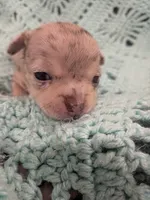 Casey, a female Chihuahua for sale in Loxley, AL – 1 of 3