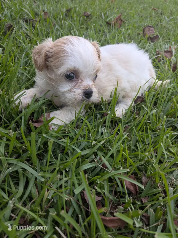 Sunny – Shihpoo puppy for sale in Loxley, AL