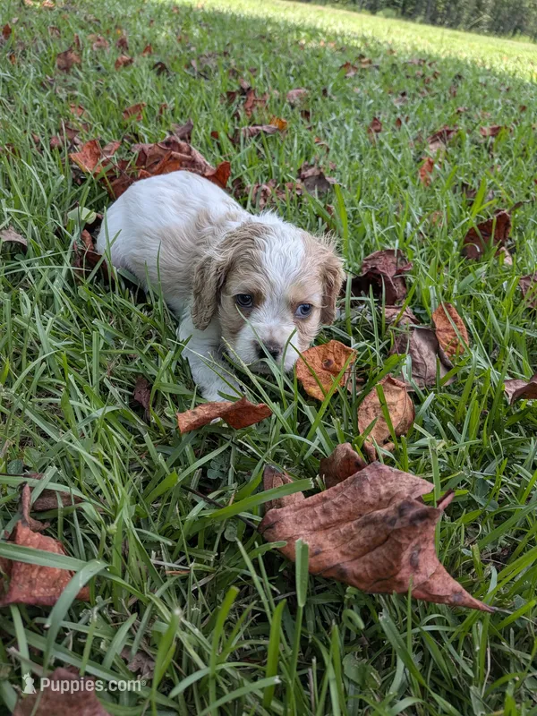 Chuck – Cocker Spaniel puppy for sale in Loxley, AL