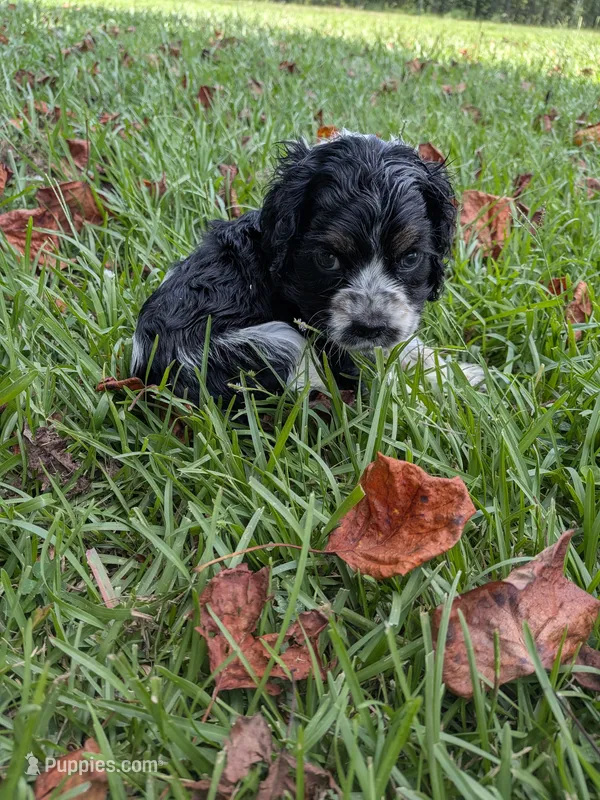 Cam – Cocker Spaniel puppy for sale in Loxley, AL