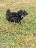 Shelly, a female Shihpoo for sale in Loxley, AL – Photo 4 of 4