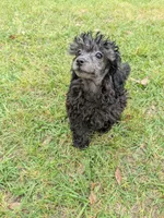 Shelly, a female Shihpoo for sale in Loxley, AL – Photo 2 of 4