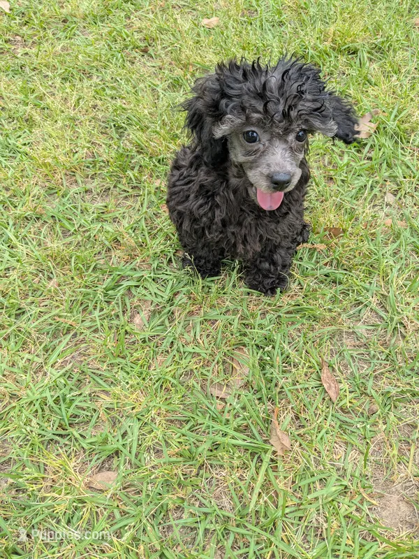 Shelly – Shihpoo puppy for sale in Loxley, AL