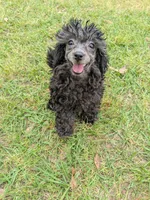 Shelly, a female Shihpoo for sale in Loxley, AL – Photo 3 of 4