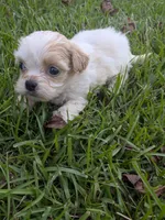 Sunny, a male Shihpoo for sale in Loxley, AL – 3 of 3