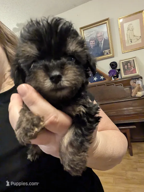 Pat – Poodle - Toy  puppy for sale in Loxley, AL