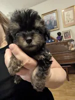 Pat, a female Poodle - Toy  for sale in Loxley, AL – 1 of 2