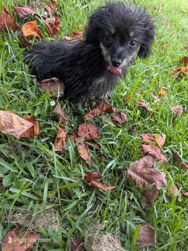 Pepper – Poodle - Toy  puppy for sale in Loxley, AL