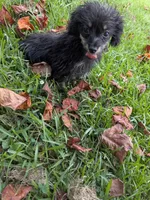 Pepper, a male Poodle - Toy  for sale in Loxley, AL – 1 of 6
