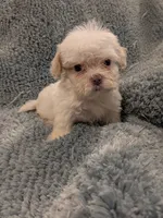 Shane, a male Shih Tzu for sale in Loxley, AL – 2 of 3