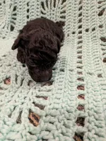 Marge, a female Maltipoo for sale in Loxley, AL – 2 of 3