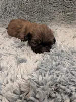 Shawn, a male Shih Tzu for sale in Loxley, AL – 3 of 3