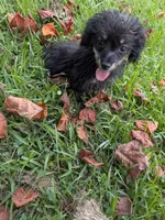 Pepper, a male Poodle - Toy  for sale in Loxley, AL – 2 of 6