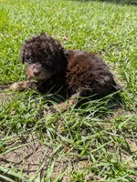 Peter, a male Poodle - Toy  for sale in Loxley, AL – Photo 3 of 3