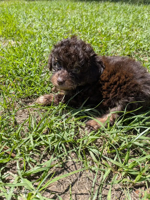 Peter – Poodle - Toy  puppy for sale in Loxley, AL