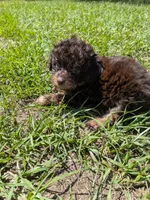 Peter, a male Poodle - Toy  for sale in Loxley, AL – Photo 1 of 3