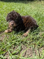 Peter, a male Poodle - Toy  for sale in Loxley, AL – Photo 2 of 3