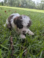 Sammy boy, a male Shihpoo for sale in Loxley, AL – 3 of 4