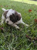 Sammy boy, a male Shihpoo for sale in Loxley, AL – 2 of 4