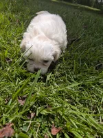 Sam, a male Shih Tzu for sale in Loxley, AL – 3 of 5