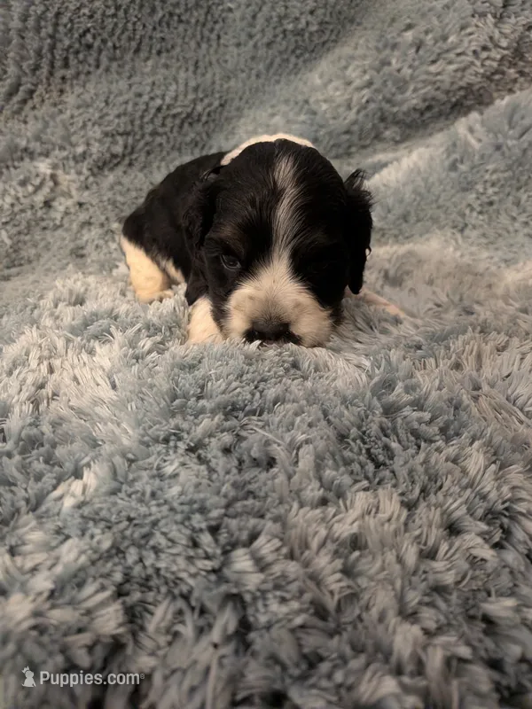Cam – Cocker Spaniel puppy for sale in Loxley, AL