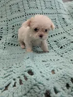 Shelly, a female Shih Tzu for sale in Loxley, AL – 1 of 3