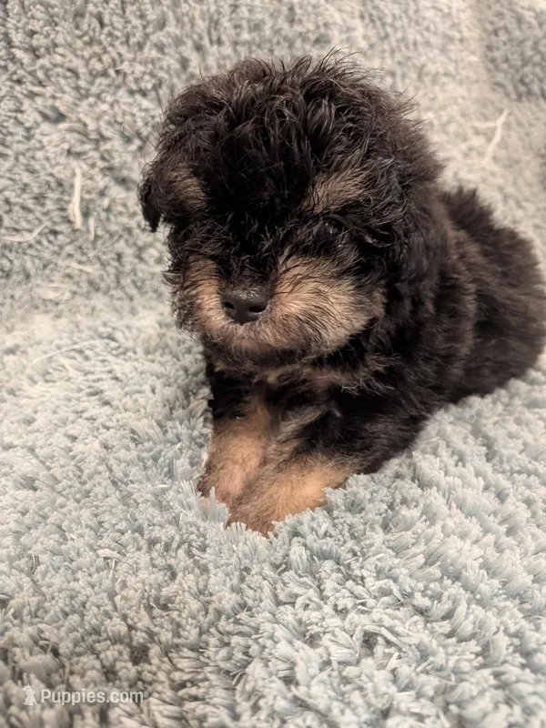 Paul – Poodle - Toy  puppy for sale in Loxley, AL