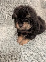 Paul, a male Poodle - Toy  for sale in Loxley, AL – Photo 1 of 2