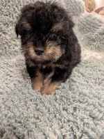Paul, a male Poodle - Toy  for sale in Loxley, AL – Photo 2 of 2