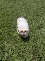 Shay, a female Shih Tzu for sale in Loxley, AL – 2 of 5