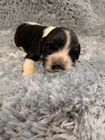 Cam, a male Cocker Spaniel for sale in Loxley, AL – 4 of 4