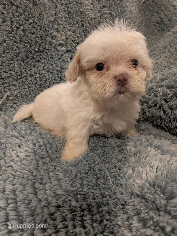 Shane – Shih Tzu puppy for sale in Loxley, AL