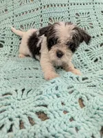Sandra, a female Shih Tzu for sale in Loxley, AL – 1 of 3