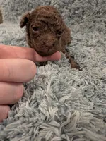 Mark, a male Maltipoo for sale in Loxley, AL – 2 of 3