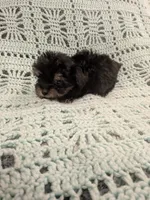 Pat, a female Poodle - Toy  for sale in Loxley, AL – 2 of 2