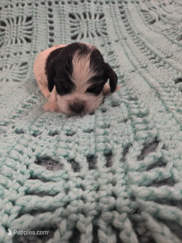 Camilla – Cocker Spaniel puppy for sale in Loxley, AL