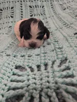 Camilla, a female Cocker Spaniel for sale in Loxley, AL – 1 of 2