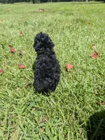 Paula, a female Poodle - Toy  for sale in Loxley, AL – 4 of 5