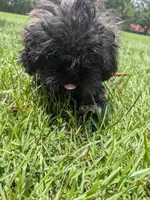 Sara, a female Shih Tzu for sale in Loxley, AL – 2 of 4