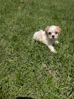 Samuel , a male Shihpoo for sale in Loxley, AL – 4 of 4