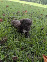 Sandra, a female Shihpoo for sale in Loxley, AL – 4 of 4