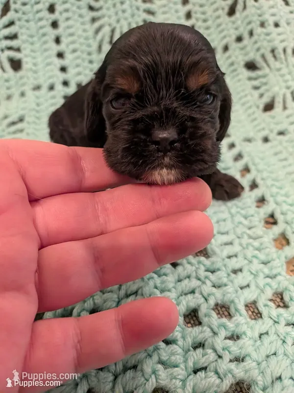 Chelsea  – Cocker Spaniel puppy for sale in Loxley, AL