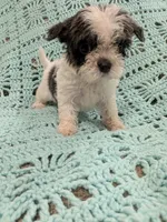 Sandra, a female Shih Tzu for sale in Loxley, AL – 2 of 3