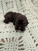 Chelsea , a female Cocker Spaniel for sale in Loxley, AL – 3 of 3