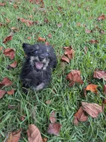 Pepper, a male Poodle - Toy  for sale in Loxley, AL – 4 of 6