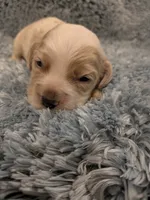 Chase, a male Cocker Spaniel for sale in Loxley, AL – 3 of 3