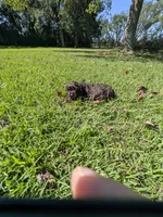 Chuck, a male Cocker Spaniel for sale in Loxley, AL – 4 of 4